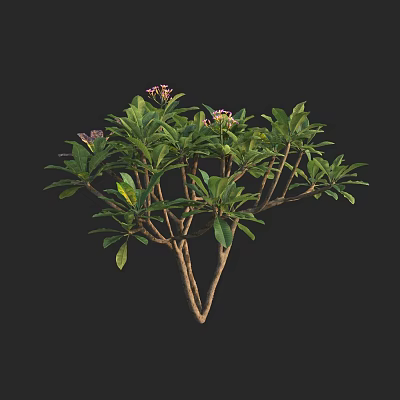 Lush Green Tree With Pink Flowers And Branchy Structure In Black Background 3d model