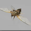 Detailed Cicada With Transparent Golden Edged Wings And Brown Body On Dark Background