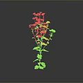 Green Leafy Plant With Small White Flowers On Single Stem Against Grey Background