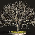 Tall Leafless Tree With Thick Trunk And Circular Flower Bed With Yellow Flowers Beside Person