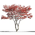 Tall Arbor With Vibrant Red Leaves And Person Silhouette In White Background