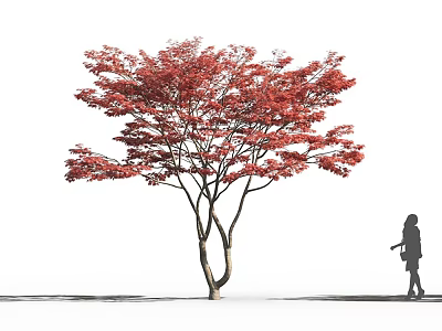 Tall Arbor With Vibrant Red Leaves And Person Silhouette In White Background 3d model