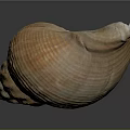 Brown Spiral Conch Shell With Textured Surface On Dark Background Reflection