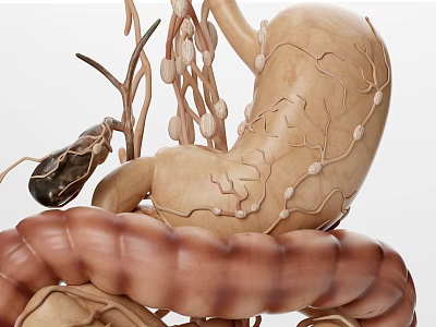 Advanced Medical 3D Anatomical Digestive System Model With Stomach Intestines And Pancreas 3d model