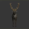 Realistic Reindeer with Large Golden Antlers Standing Against Gray Background Detailed Animal Figure
