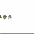 Different Types Of Arbor Trees With Lush Green Foliage And Varied Crown Shapes