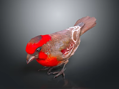 Vibrant Red Headed Bird With Colorful Feathers Brown Wings White Markings Standing On Dark Background 3d model