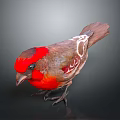 Vibrant Red Headed Bird With Colorful Feathers Brown Wings White Markings Standing On Dark Background