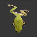 Yellow Frog With Bright Body Color And Pinkish Limbs Standing On Dark Surface
