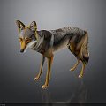 3D Rendered Wolf with Orange and Gray Fur Standing on Dark Background with Reflection