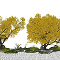 Beautiful Plant Combination Featuring Yellow Leaved Trees Small Plants Stones Green Grass And Blue Sky