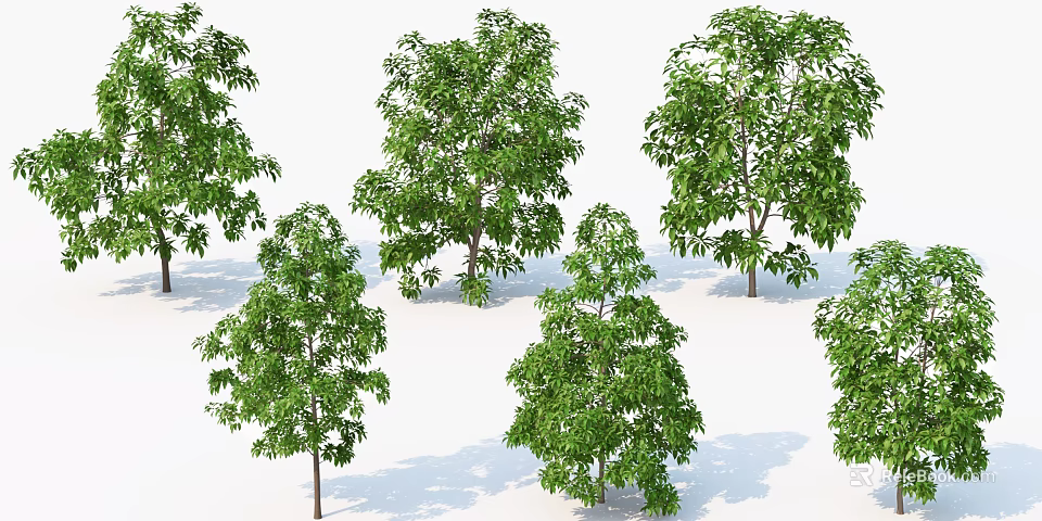 Multiple Green Leafy Arbor Trees With Natural Trunks And Lush Foliage 3d model