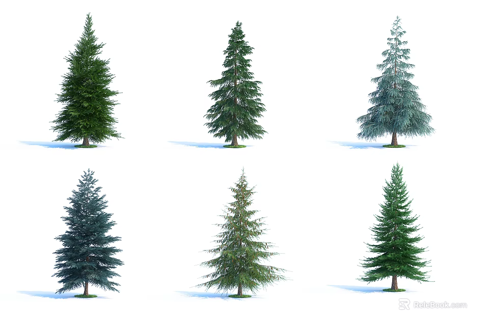 Tall Coniferous Arbor Trees With Various Green Blue Green Foliage Isolated On White Background 3d model 