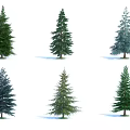 Tall Coniferous Arbor Trees With Various Green Blue Green Foliage Isolated On White Background