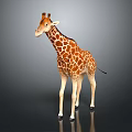 Giraffe Standing With Long Neck Brown White Spotted Coat And Long Legs On Gray Background