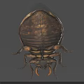 Flying Animal Beetle with Black and Yellow Spotted Body Large Eyes Antennae and Legs