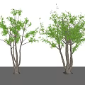 Modern Tree Hackberry Arbor Plant 3d model