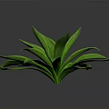 Lush Green Leafy Plant With Vibrant Shiny Leaves On Dark Background