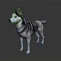 Realistic Siberian Husky 3D Model in Standing Pose on Dark Reflective Background 3d model