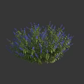 Beautiful Lush Green Leafy Bush With Purple Flowers In Round Shape