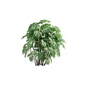Different Types of Green Leafy Trees With Lush Foliage and Tropical Features