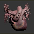 Heart Human Organ Organ Human Medical Teaching Aware 3d model