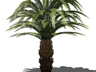Tall Tropical Tree with Lush Green Fronds and Textured Brown Trunk 3d model