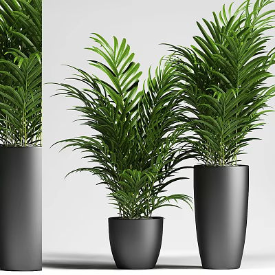 Lush Green Leafy Potted Plants In Black Modern Planters For Home Decor 3d model