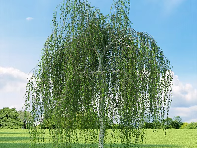 Weeping Willow Tree with White Trunk Drooping Green Leaves in Lush Grass Against Blue Sky 3d model
