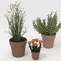 Different Size Potted Plants With Orange Flowers And Green Leaves For Indoor Decor