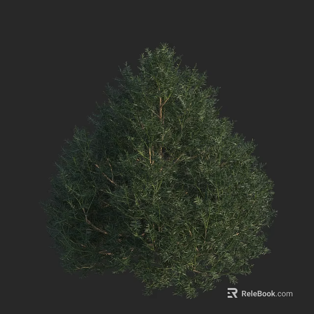 Lush Evergreen Arbor With Vibrant Green Foliage And Dense Textured Canopy 3d model 