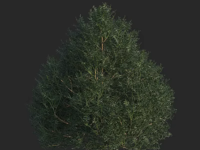 Lush Evergreen Arbor With Vibrant Green Foliage And Dense Textured Canopy 3d model
