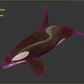 Realistic 3D Orca Model With Brown And White Color Design Rendering 3d model