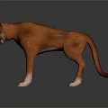 Reddish Brown Cougar With Yellow Eyes White Paws Standing In 3D Model On Dark Background