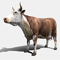 Realistic Brown And White Cow 3D Model With Detailed Fur And Horns
