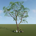 Tall Arbor with Lush Green Leaves and Strong Trunk Surrounded by Small Plants and Rocks