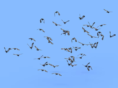 Flock of Flying Birds Soaring in Clear Blue Sky Showing Natural Flight Patterns 3d model