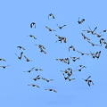 Flock of Flying Birds Soaring in Clear Blue Sky Showing Natural Flight Patterns