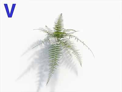 Fresh Green Fern Plant on White Background with Natural Shadow 3d model