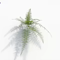 Fresh Green Fern Plant on White Background with Natural Shadow