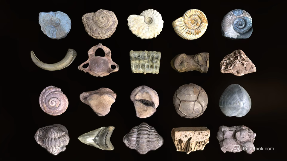 Stone Wood Fossil Collection With Various Shapes And Natural Patterns Displayed 3d model