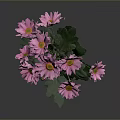 Single Stem Plant With Pink Flowers And Green Leaves On Gray Background