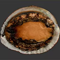 Abalone with Open Shell Showing Orange Interior and Textured Surface on Dark Background 3d model