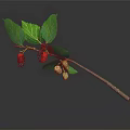 Fresh Natural Branch With Green Leaves And Black Red Green Mulberries