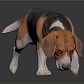 Brown Black And White Beagle Dog Sniffing Ground With Reflection On Dark Surface