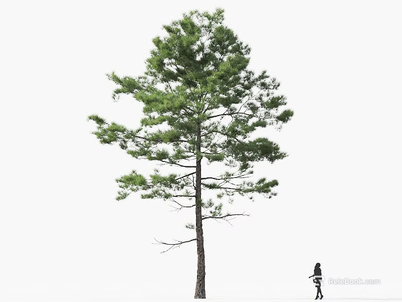Tall Arbor With Strong Trunk Lush Green Foliage And Person Standing Nearby 3d model 