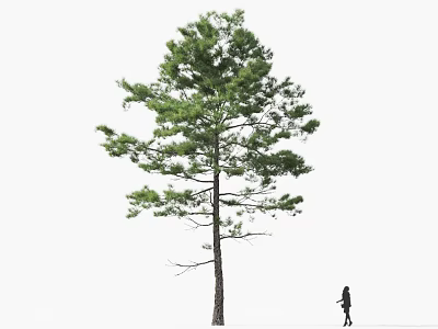 Tall Arbor With Strong Trunk Lush Green Foliage And Person Standing Nearby 3d model