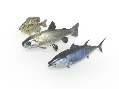 Three Realistic Fish Models Different Species With Various Colors Displayed On White Background 3d model