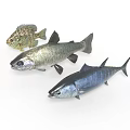 Three Realistic Fish Models Different Species With Various Colors Displayed On White Background