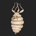 Unique White Spiral Structure With Top Leg Like Appendages And Textured Surface